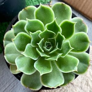 Meet your Posher, I got another plant